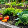 Fall Raised Bed Gardening Ideas