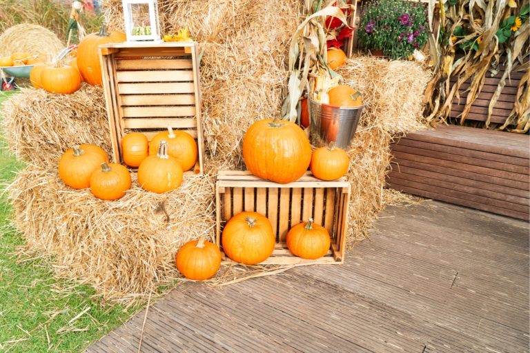 Incredible Pumpkin Patch Decorating Ideas
