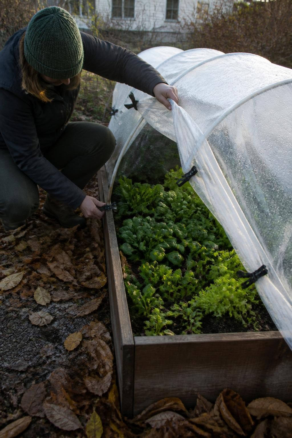 Image Prompt: A realistic fall vegetable garden showing a gardener installing flexible metal hoops across a narrow raised bed, clear greenhouse plastic being secured with strong garden clips, one side of the cover lifted to reveal young spinach, lettuce, radishes, and kale, condensation lightly visible inside, fallen leaves gathered around the wooden frame, soft early-morning light, practical backyard setup, accurate materials and construction scale, documentary-style DSLR photography, 35mm lens, no text.