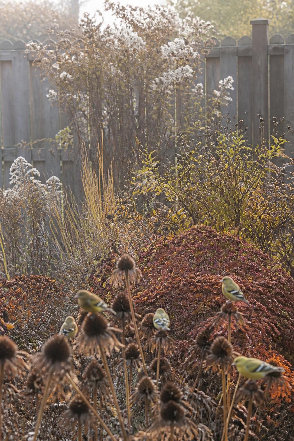 Image Prompt: A realistic residential flower border in late fall with dried coneflower heads, black-eyed Susans, ornamental grasses, sedum, and tall native asters left standing, several small goldfinches feeding naturally from the seedheads, a few fallen leaves gathered around the plant bases, soft beige and muted rust colors, wooden garden fence in the background, low morning sunlight with light mist, slightly untidy but intentional wildlife-friendly garden, natural stem damage and weathering, documentary-style DSLR photography, 70mm lens, no text, no staged decorations.