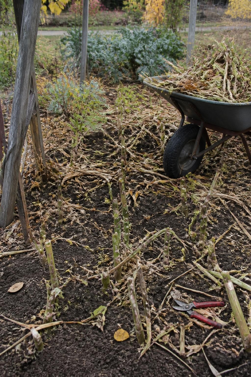 Image Prompt: A realistic autumn vegetable bed being cleared after harvest, with healthy dried bean vines, corn leaves, and zucchini stems cut into short pieces using garden shears, chopped plant material collected in a wheelbarrow for composting, bare dark soil becoming visible beneath the plants, weathered wooden supports standing nearby, a few yellow leaves scattered around, soft diffused afternoon daylight, authentic working garden, natural plant residue and tool wear, DSLR photography, 35mm lens, no text.