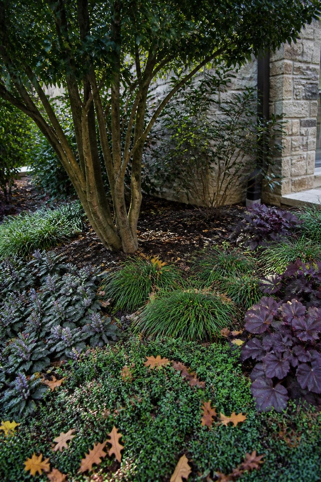 Image Prompt: A realistic shaded foundation bed in fall with low groundcover spreading beneath mature shrubs, including patches of ajuga, creeping thyme, sedge, and burgundy heuchera, bare soil becoming covered while shrub trunks remain clear, scattered brown and gold leaves caught naturally among the foliage, soft filtered daylight, stone house wall in the background, tidy but natural residential landscaping, DSLR photography, 70mm lens, no text.