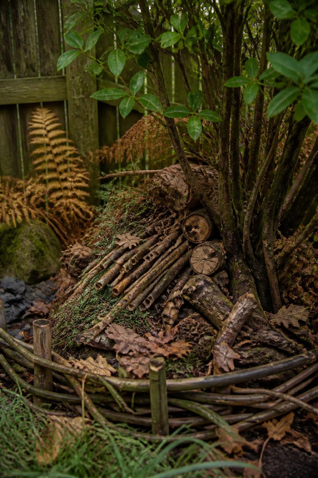 Image Prompt: A realistic quiet corner of a fall garden being arranged as a small wildlife shelter, with short untreated logs stacked loosely at the base, several hollow stems, small branches, pinecones, bark pieces, and dry leaves layered naturally beneath a mature shrub, a low woven branch border keeping the materials contained, no artificial insect hotel, soft filtered woodland light, a weathered fence in the background, slightly untidy but intentional ecological garden design, detailed DSLR photography, 70mm lens, no text.