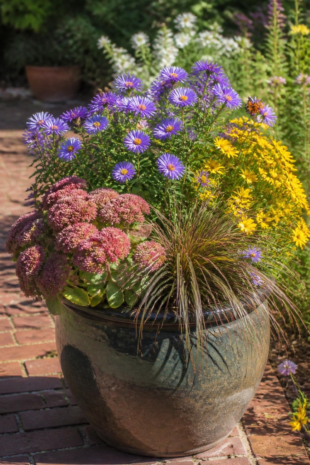 Image Prompt: A realistic large ceramic patio planter filled with purple and blue asters in full bloom, golden coreopsis, compact sedum with dusty rose flower heads, and a small clump of ornamental grass, several bees and one small butterfly visiting naturally, healthy foliage with a few weathered leaves, soft late-morning autumn light, brick patio and garden border softly blurred behind, authentic pollinator-friendly residential garden, DSLR documentary photography, 70mm lens, highly detailed, no text.