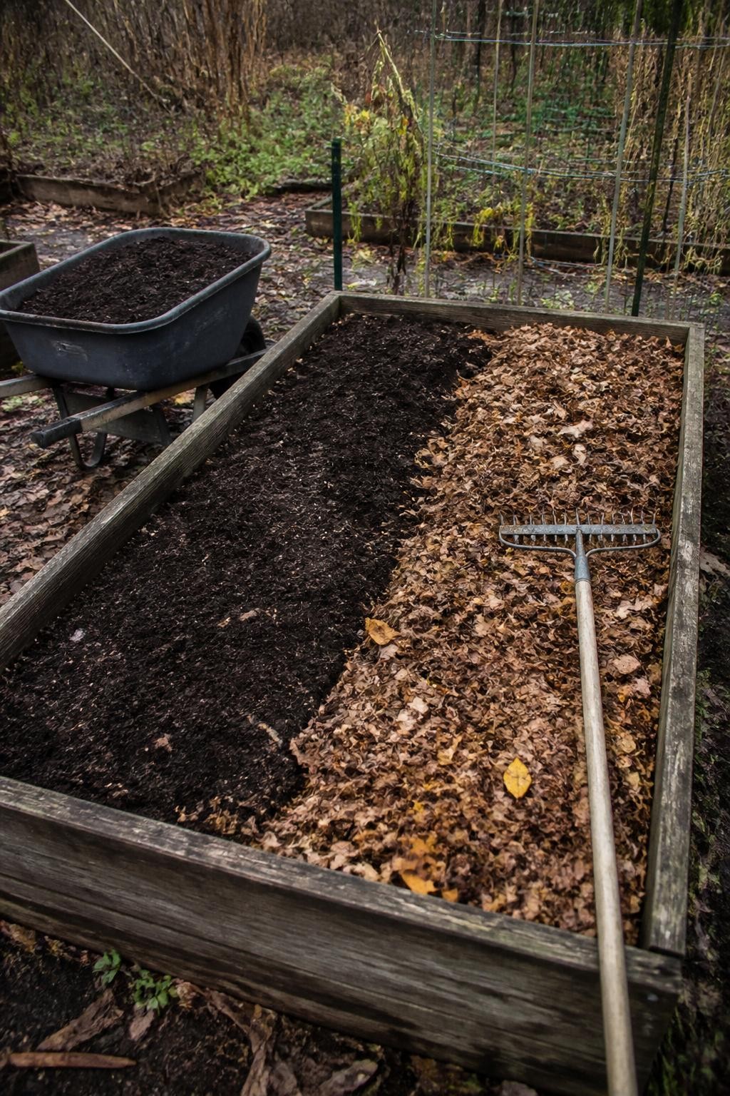 Image Prompt: A realistic fall garden work scene showing a raised bed being refreshed after summer crops, one half covered with a two-inch layer of dark finished compost and the other half topped with finely shredded brown and gold leaves, a wheelbarrow of compost beside the bed, metal rake resting across the wooden frame, a few faded tomato stems and supports in the background, soft cloudy daylight, damp soil textures, practical working garden rather than styled decor, human DSLR photography, 35mm lens, highly detailed, no text.