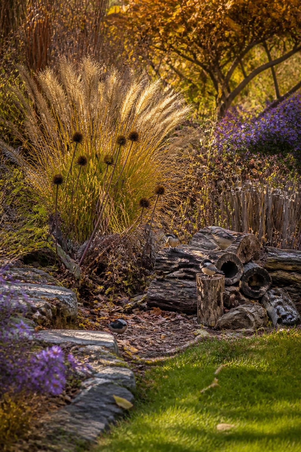 Image Prompt: A realistic wildlife-friendly fall garden with selected coneflower seedheads, ornamental grasses, asters, hollow perennial stems, a small controlled log pile, and a loose layer of leaves beneath shrubs, several small birds feeding naturally and one bee resting on a late flower, pathways and lawn edges still neat, warm late-afternoon light, slightly wild but intentional residential landscape, natural seasonal colors, documentary-style DSLR photography, 70mm lens, highly detailed, no text.