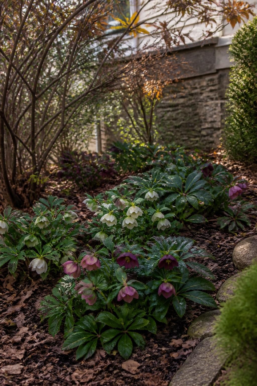 Image Prompt: A realistic shaded foundation garden in late fall with established hellebore plants beneath deciduous shrubs, glossy dark green leaves and a few early nodding flowers in cream, dusty pink, and muted burgundy, rich soil covered with fine leaf mulch, weathered stone house foundation behind, gentle filtered daylight, natural woodland-inspired front-yard landscaping, detailed leaf textures and plant proportions, DSLR photography, 70mm lens, no text.